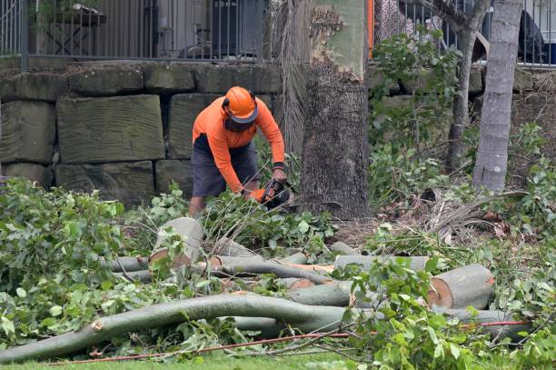 Professional Tree Service in Jasper, AL